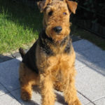 airedale-terrier12