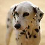 top_dog_dalmatian